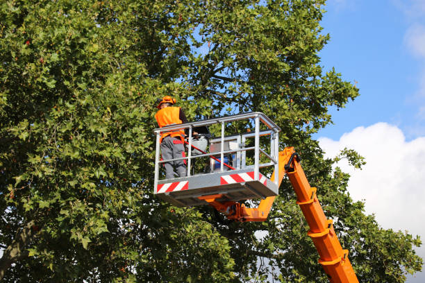 Professional Tree Removal and Landscaping Services in Victorville, CA